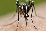 Malaria: calano i decessi ma aumentano i rischi per il taglio ai fondi
