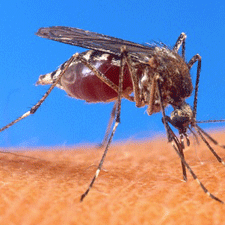 Superinfezione da malaria: un ormone la blocca