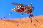 Superinfezione da malaria: un ormone la blocca