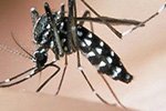 Malaria: la zanzara killer sterminerà la zanzara della malaria